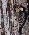 woodpecker.jpg (40683 bytes)