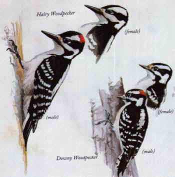 woodpeckers.jpg (20581 bytes)