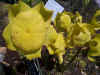 yellowflower.jpg (23282 bytes)
