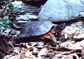 Wood Turtle - Clemmys insculpta