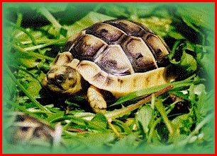 Click here to visit Hatchling Haven