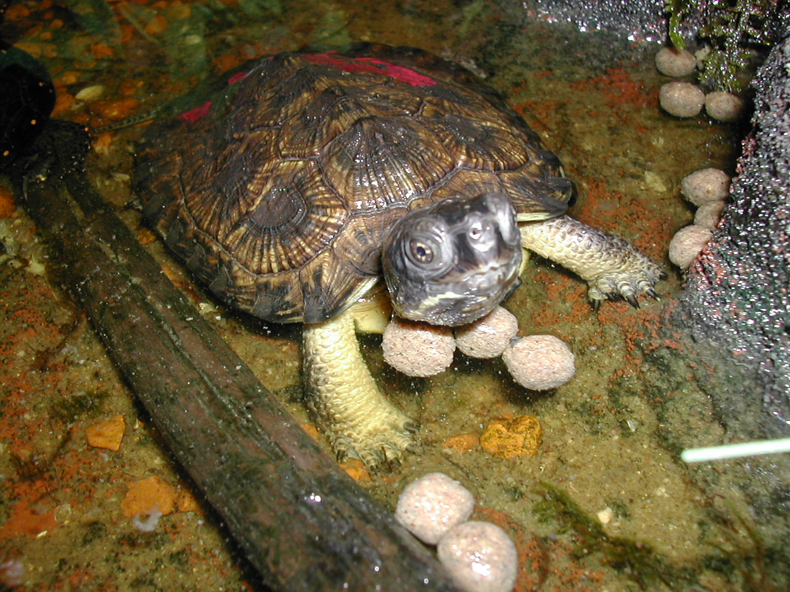 Glyptemys insculpta