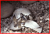 Click here to visit The Tortoise Trust Homepage