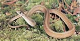 DeKay's Snake - Storeria dekayi