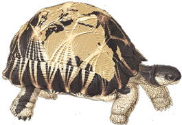 Click here to see the Turtles of the World