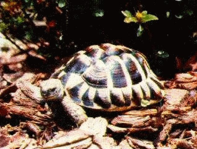 Hermann's Tortoise - Testudo hermanni boettgeri