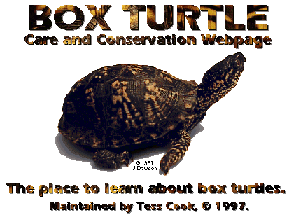 Click here to visit The Box Turtle Conservation Homepage