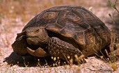 Desert Tortoise - Gopherus agassizii