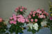2k7-wilke-cl-9-10-11