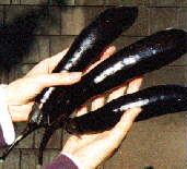 Check out these eggplants!