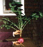 A giant RED radish!
