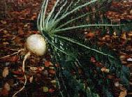 A giant WHITE radish!