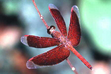 Neurothemis fluctuans. Copyright © Chin Fah Shin.