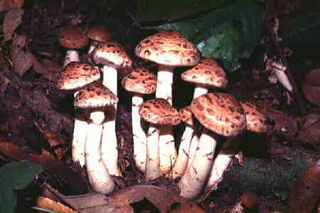 Psathyrella splendens (Coprinaceae). &copy; Chin Fah Shin.