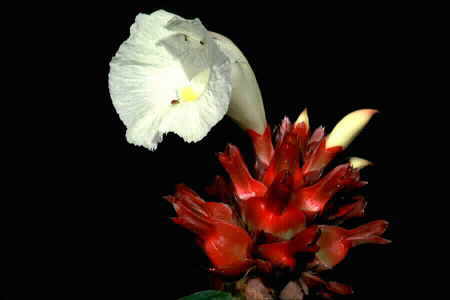 Costus speciosus. Copyright &copy; Chin Fah Shin.