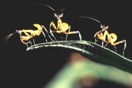Praying Mantis Nymphs