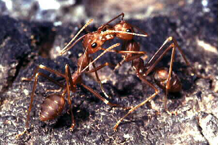 Weaver Ants