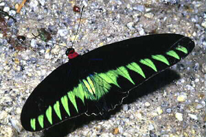 Rajah Brooke's Birdwing