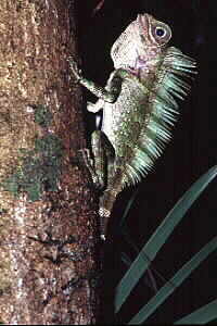 Tree Lizard