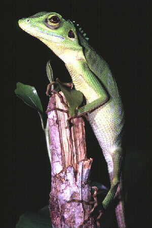 Green Crested Lizard