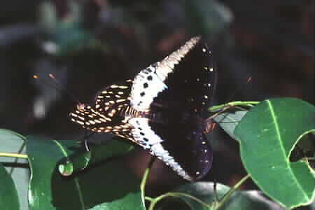Archduke