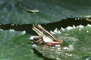 Frog And Fish