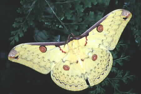 Loepa miranda