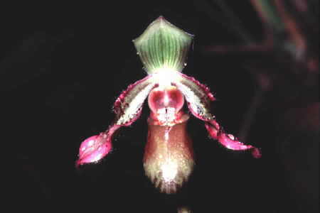 Slipper Orchid