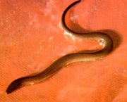 An Amphiuma A Burrowing Salamander From Southern United States