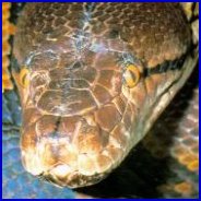 The Crocodyliea , The Alligators , Crocodiles , And Their Relatives , Are Among The Most Spectacular Of The Living 

Reptilia Among The Most Ancient
