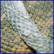 The Green Anaconda