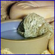 The Reticulated Python