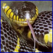 The Head Of The Reticulated Python