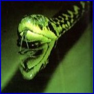 The Outer Layer Of The Skin Of A Common Boa Is Rolled Back