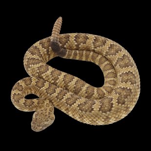 A Western Snake Begun To The Shedding Process