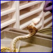 A Kind Of Burmese Python Finished Its Shedding Process