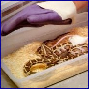 An Anaconda Is Tasting The Aqua