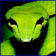 Heat Pits Of A Python