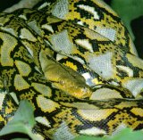 Reticulated Python