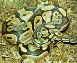 Royal Python