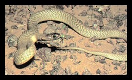 Inland Taipan Or Fierce Snake - Oxyuranus Microlepidotus