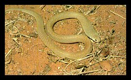 King Brown Snake - Pseudechis Australis
