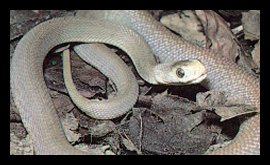 Taipan - Oxyuranus Scutellatus