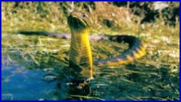 MainLand & Eastern Tiger Snake