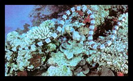 Sea Kraits - Laticauda Colubrina