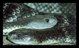 Tiger Snake - Notechis Scutatus