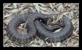 Black Tiger Snake - Notechis Ater