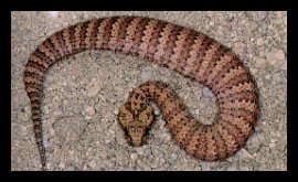 Death Adder - Acanthophis Antarcticus