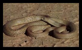 Western Brown Snake