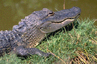 alligator.gif (25779 bytes)